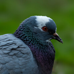 close up of a pigeon