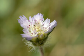 Close-up of wildflower in purple color. macro photography