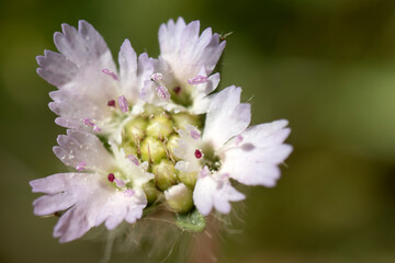 Close-up of wildflower in purple color. macro photography