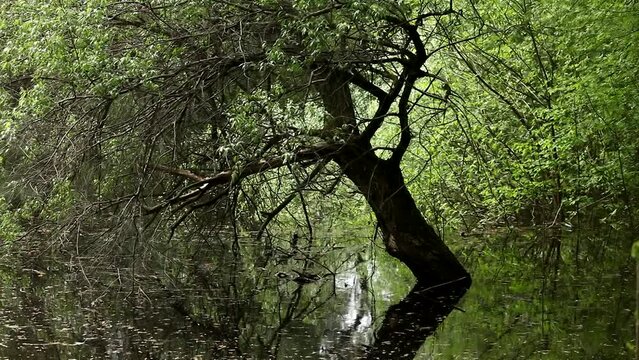 Flooded deciduous forest by river water during spring flood. A large tree growing near a flooded river bank.