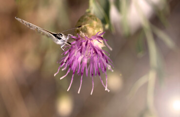 beautiful butterfly perched on a purple flowering thorn plant, close-up macro photo