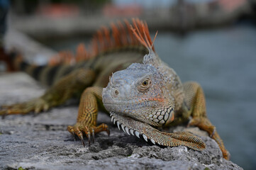 Iguana / Vizcaya Museum & Gardens - Miami