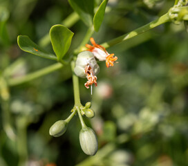 Endemic wildflower with orange seeds, close-up, Turkey