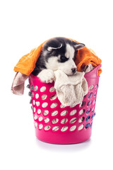 Cute playful husky puppy hiding in laundry basket full of laundry isolated on a white background