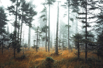 Mysterious forest deep in Jizerske hory, fog flows through forest, Czech republic, Jizerske hory