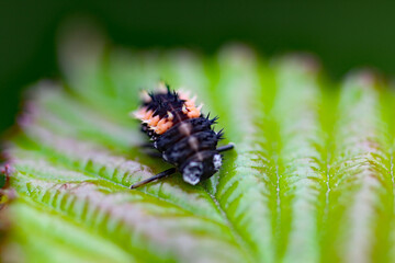An extreme closeup of a bug on a leaf in a garden. The photo has been taken at very close range using a macro lens.