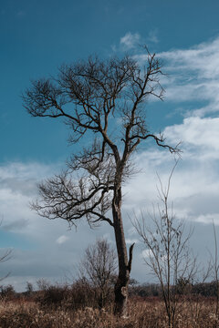 Dead tree on dry meadow