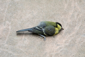Dead Bird Great Tit - Parus major - lying on the ground