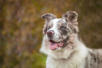 Red merle border collie portrait