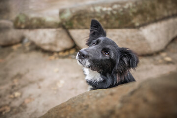 Fototapeta premium Wide angle photo of border collie