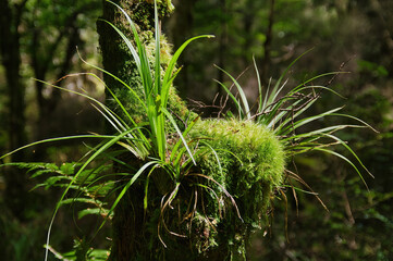 Sunlit moss and grass growing from a tree stump in the rainforest of Te Urewera National Park, North Island, New Zealand.
