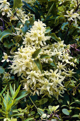 Flowers of the white clematis paniculata, a species endemic in New Zealand
