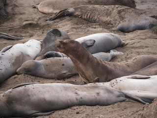 Close Up on Elephant Seal