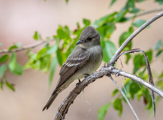 Western Wood-Pewee