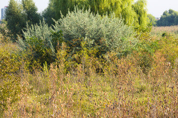 Closeup of trees and bushes with other plants and selective focus on foreground