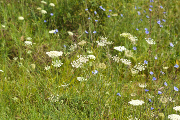 Closeup of wild carrot flowers with selective focus on foreground