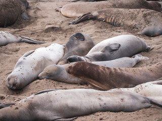 Elephant Seal Pups Molting in Piedras Blancas Rookery