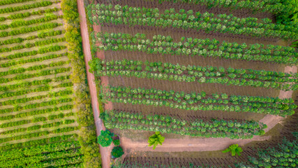 planting rows of eucalyptus and soy trees on a farm in Brazil, São Paulo. Aerial view