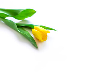 Beautiful yellow natural tulip on a isolate white background with copy space for text. Spring...