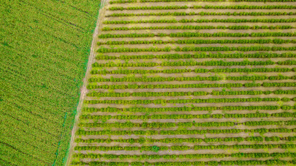 planting rows of eucalyptus and soy trees on a farm in Brazil, São Paulo. Aerial view