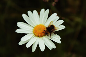 Fototapeta premium A closeup of a bee pollinating a daisy flower at a meadow.