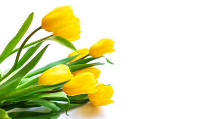 Obraz premium Beautiful yellow natural tulips on a isolate white background with copy space for text. Spring flatlay layout, view from the top
