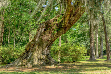 trees in the forest