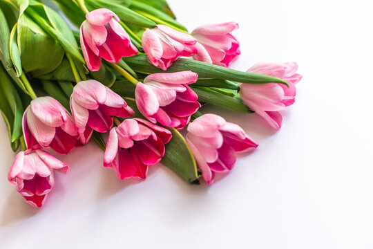 Beautiful pink natural tulips on a isolate white background with copy space for text. Spring flatlay layout, view from the top