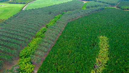 planting rows of eucalyptus and soy trees on a farm in Brazil, São Paulo. Aerial view