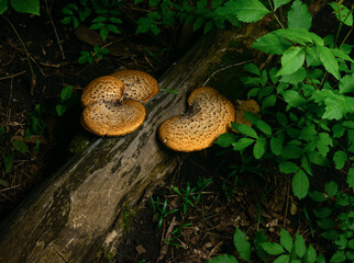 Mushrooms grew up on a fallen tree among green leaves