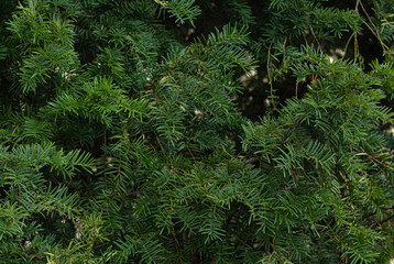 Evergreen tree branch backround. Nature greenery texture 