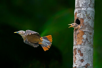 Chestnut tailed Starling mother and her chick

