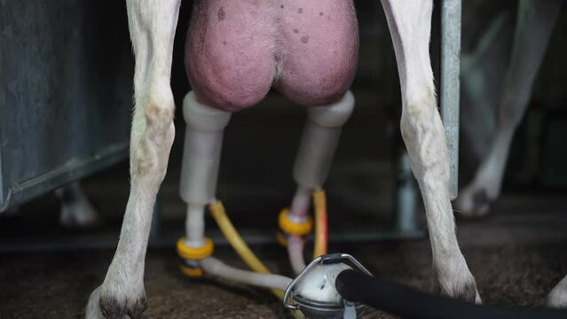 Close-up automatic milking of goat udder with equipment on dairy farm. White farm animal standing in stable with milking machine indoors