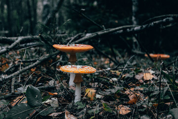Red poisonous fly agaric in the forest. Close-up. Fly agaric red.