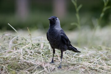 jackdaw in the grass