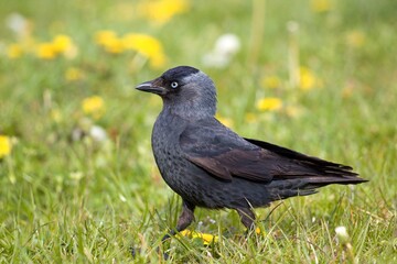 Obraz premium blackbird on the grass