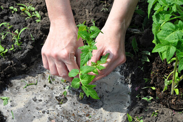 Seasonal planting of vegetables. A woman plants tomatoes in a bed in the ground . 