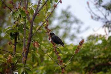 A black rook bird sits on a branch against a background of green leaves.