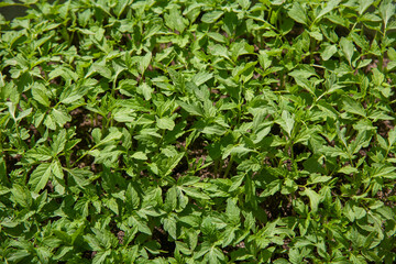 Seedlings of tomatoes on a background of sunlight. Spring concept, postcard, background.