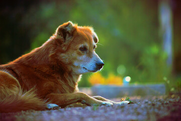 Domestic Dog sitting calmly and looking at a distance