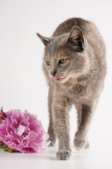 Adult european short hair cat blue tortie on white background with a pink peony licking its mouth with a tongue