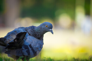 Domestic Pigeon on the green grass.