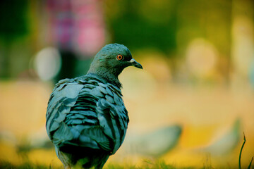 Domestic Pigeon on the green grass.