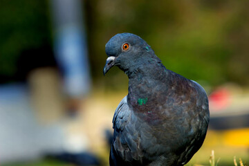 A Portrait of a Domestic Pigeon
