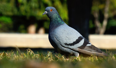 Domestic Pigeon on the green grass.