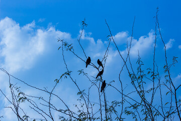 Birds on the tree against the blue sky