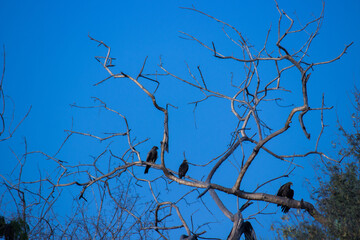 Birds on the tree against the blue sky