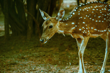  Portrait of Deer in the Park