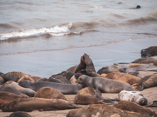 Elephant Seal pups fighting on the Beach