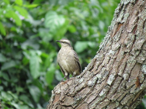 bird